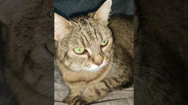 От не розумію #cat #cats #catlove #catlovers #funny #funnyvideo #котики #кошка #муся #приколы #юмор От не розумію #cat #cats #catlove #catlovers #funny #funnyvideo #котики #кошка #муся #приколы #юмор
