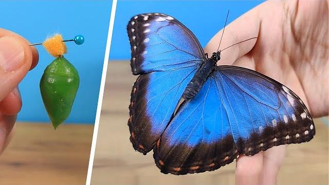 Из моих куколок родились красивейшие бабочки и я снял процесс рождения! Это удивительно! Из моих куколок родились красивейшие бабочки и я снял процесс рождения! Это удивительно!