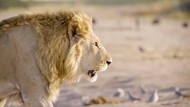 One Hour Of Your Favourite BBC Earth Moments | BBC Earth One Hour Of Your Favourite BBC Earth Moments | BBC Earth