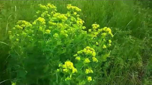 Природа Башкирии. Нежное видео. Полевые цветы Природа Башкирии. Нежное видео. Полевые цветы