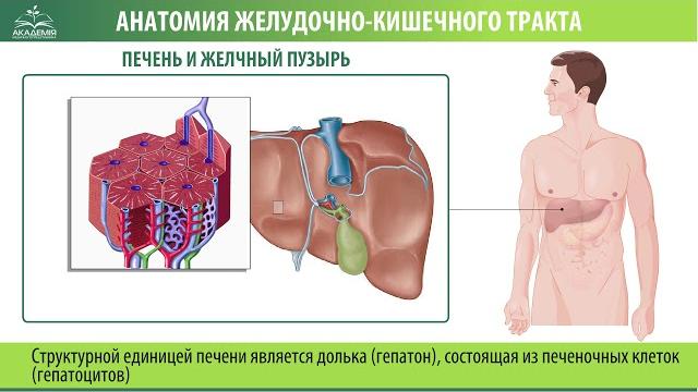 Печень и желчный пузырь Печень и желчный пузырь