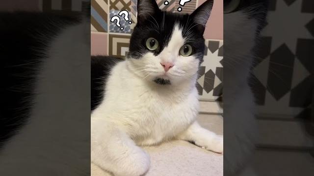 КОШКЕ ГОЛОВУ ОТРЕЗАТЬ? #ЮМОР #КОШКА #ПРИКОЛЫ КОШКЕ ГОЛОВУ ОТРЕЗАТЬ? #ЮМОР #КОШКА #ПРИКОЛЫ