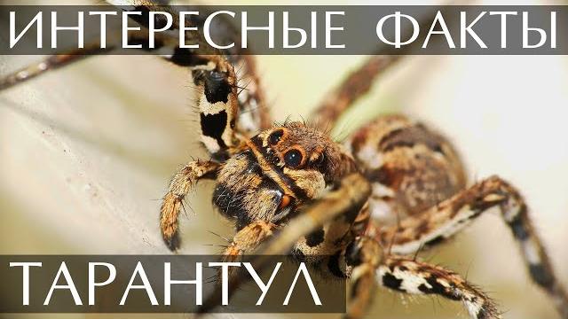 Тарантул интересные факты Тарантул интересные факты