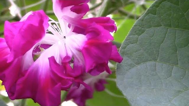 Ипомея махровая как элемент живой изгороди Ипомея махровая как элемент живой изгороди