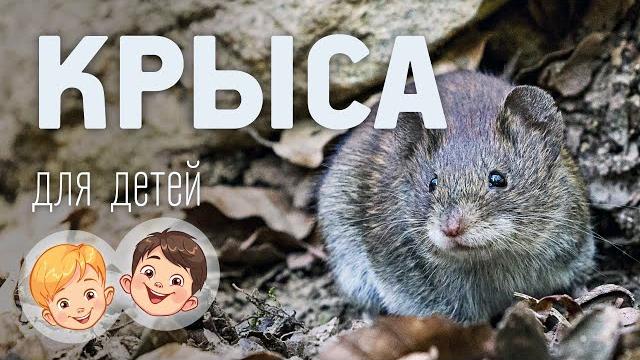 Крыса. Видео про животных для детей 3+ Крыса. Видео про животных для детей 3+