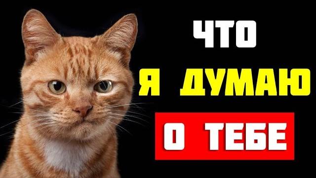 Язык и психология кота: что он думает о нас Язык и психология кота: что он думает о нас