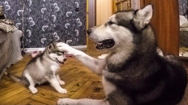 Щенок один дома ВПЕРВЫЕ! СКРЫТАЯ КАМЕРА - щенячий патруль Щенок один дома ВПЕРВЫЕ! СКРЫТАЯ КАМЕРА - щенячий патруль