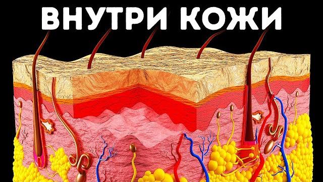 Путешествие сквозь кожу Путешествие сквозь кожу