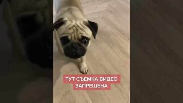 ТУТ СЪЁМКА ВИДЕО ЗАПРЕЩЕНА! КАМЕРУ ВЫРУБАЙ СЕБЕК МОПС ПОДПИШИСЬ / SUBSCRIBE #shorts #tiktok #youtube ТУТ СЪЁМКА ВИДЕО ЗАПРЕЩЕНА! КАМЕРУ ВЫРУБАЙ СЕБЕК МОПС ПОДПИШИСЬ / SUBSCRIBE #shorts #tiktok #youtube