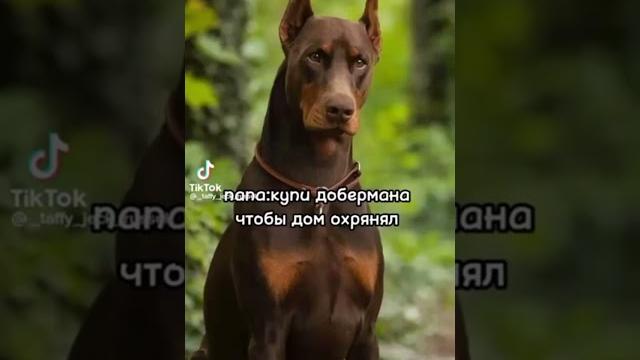 Кто доберман? Кто доберман?