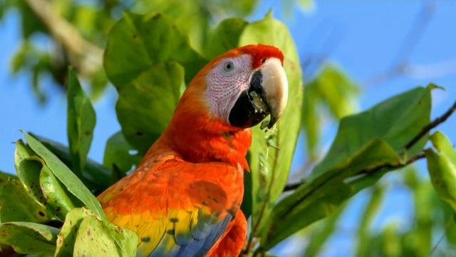 A Mix of Two Continents: Wildlife in Costa Rica A Mix of Two Continents: Wildlife in Costa Rica