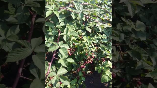 Ежевика укрывная и не укрывнаКак отличается укрытия на зиму ежевика от ежевика которую не укры вала. Ежевика укрывная и не укрывнаКак отличается укрытия на зиму ежевика от ежевика которую не укры вала.