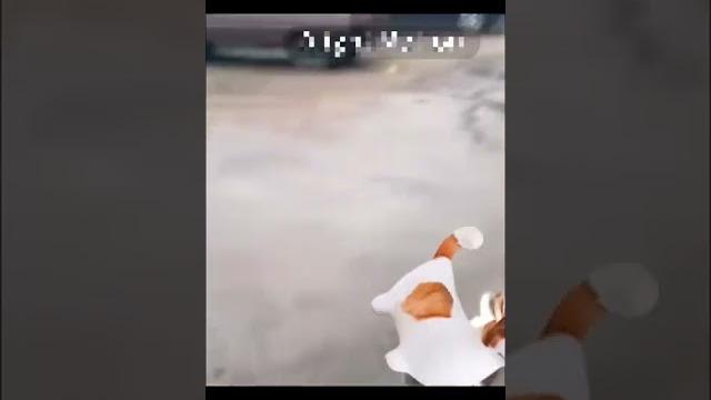 ПЁС КЕГА ПЁС КЕГА