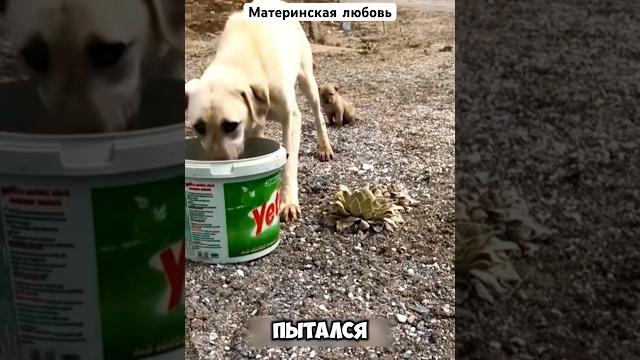 Самая сильная материнская любовь #животные #милыеживотные Самая сильная материнская любовь #животные #милыеживотные