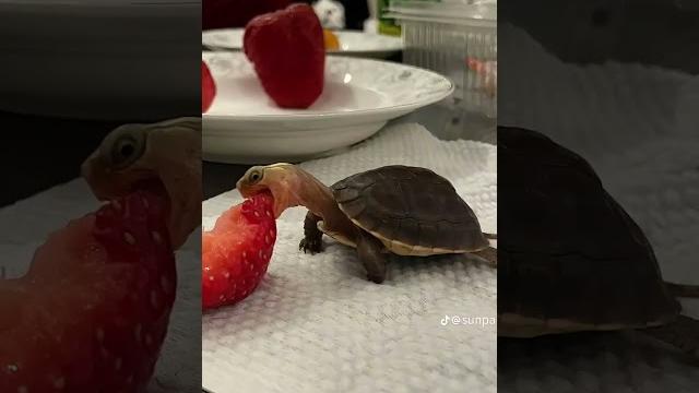 Черепаха ест клубнику – милота зашкаливает! | Turtle Eats Strawberry –| कछुआ खा रहा है स्ट्रॉबेरी Черепаха ест клубнику – милота зашкаливает! | Turtle Eats Strawberry –| कछुआ खा रहा है स्ट्रॉबेरी