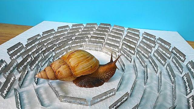 Сможет ли Улитка преодолеть 100 ЛЕЗВИЙ? Сможет ли Улитка преодолеть 100 ЛЕЗВИЙ?
