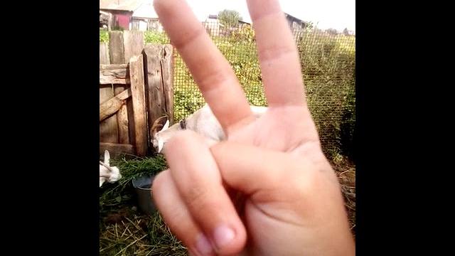 Видео про коз часть 2 Видео про коз часть 2