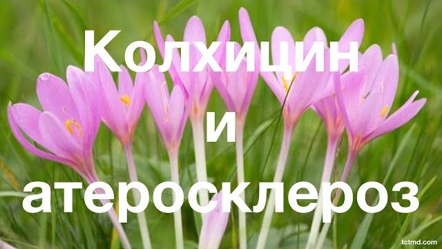 Колхицин и атеросклероз Колхицин и атеросклероз