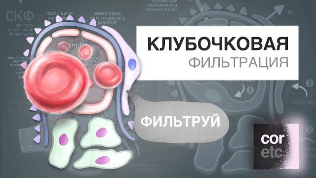 Клубочковая фильтрация за 3 минуты. Клубочковая фильтрация за 3 минуты.