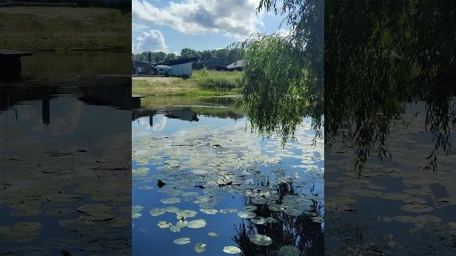Малый #Баклан Плывет и Ныряет под Воду - Мир #Птиц и Природы Украины 4k #Birds Shorts Videos Малый #Баклан Плывет и Ныряет под Воду - Мир #Птиц и Природы Украины 4k #Birds Shorts Videos