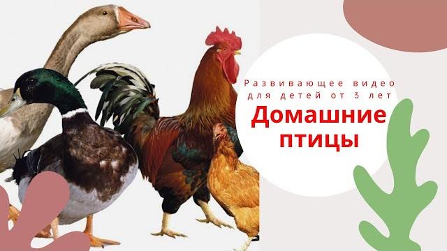 ДОМАШНИЕ ПТИЦЫ. Развивающее видео для детей от 3 лет. Домашние птицы для детей. Раннее развитие ДОМАШНИЕ ПТИЦЫ. Развивающее видео для детей от 3 лет. Домашние птицы для детей. Раннее развитие