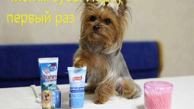 Как чистить зубы йорку первый раз Как чистить зубы йорку первый раз