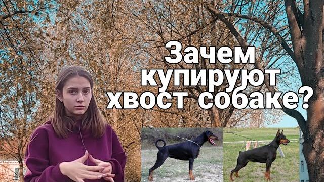 Зачем купируют хвост собаке? Зачем купируют хвост собаке?