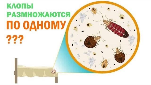 Как размножаются постельные клопы Как размножаются постельные клопы