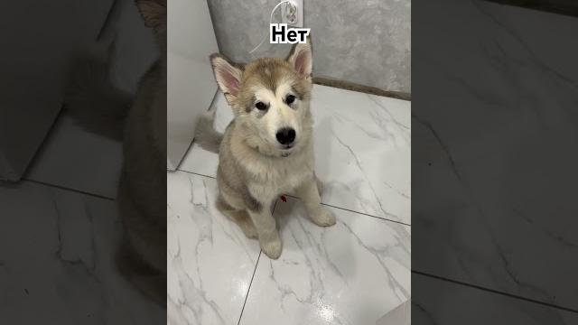 Щенок попрошайничает #смешно #воет #видео #маламут #malamute #прикол #еда #рекомендации #щенок #dog Щенок попрошайничает #смешно #воет #видео #маламут #malamute #прикол #еда #рекомендации #щенок #dog