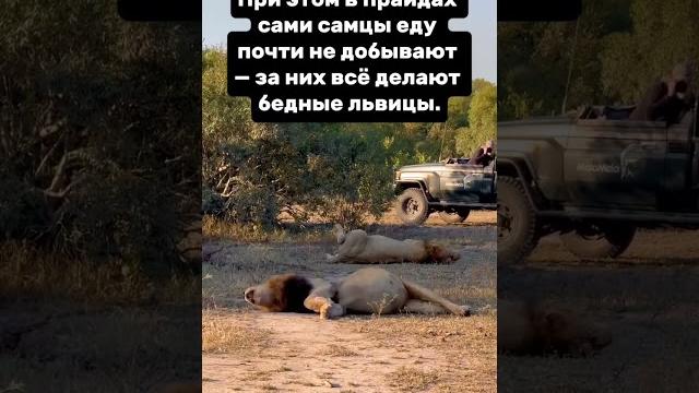 Львы обожрались и не могут двигаться. Мы или не мы после обеда? #юмор #природа #nationalgeographic Львы обожрались и не могут двигаться. Мы или не мы после обеда? #юмор #природа #nationalgeographic