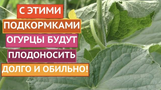 ЛУЧШИЕ ПОДКОРМКИ ОГУРЦОВ ДЛЯ ОГРОМНОГО УРОЖАЯ! СЕЗОН 2021! ЛУЧШИЕ ПОДКОРМКИ ОГУРЦОВ ДЛЯ ОГРОМНОГО УРОЖАЯ! СЕЗОН 2021!