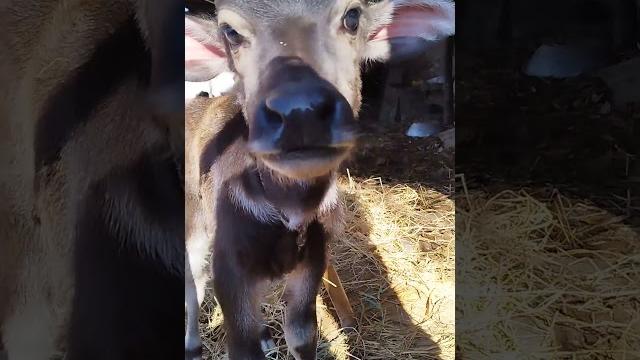 If this video gets 50k views, I will upload an adult version of this calf. #trending #shorts If this video gets 50k views, I will upload an adult version of this calf. #trending #shorts
