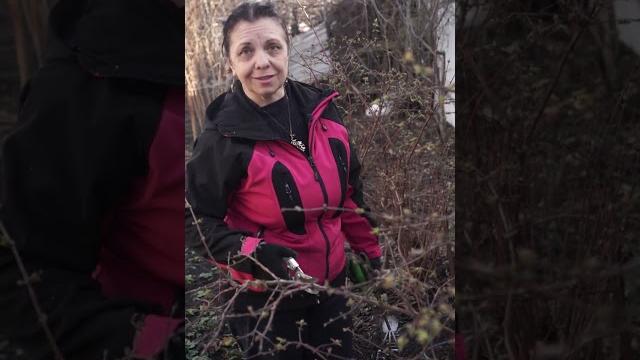 Не забудь про жимолость весной Обрезка жимолости Не забудь про жимолость весной Обрезка жимолости