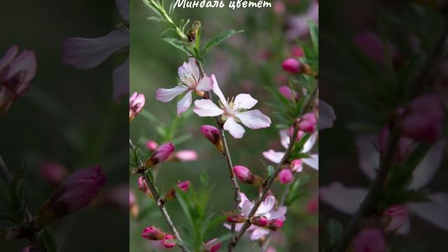Миндаль цветёт Миндаль цветёт