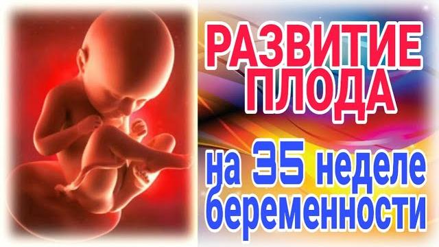 Развитие плода на 35 неделе беременности! Развитие плода на 35 неделе беременности!