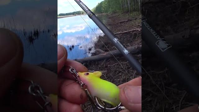 Щука СХОДИТ с УМА от ЭТОЙ поверхностной ПРИМАНКИ. Ловля щуки на МЫШЬ не ЗАЦЕПЛЯЙКУ. #shorts #рыбалка Щука СХОДИТ с УМА от ЭТОЙ поверхностной ПРИМАНКИ. Ловля щуки на МЫШЬ не ЗАЦЕПЛЯЙКУ. #shorts #рыбалка