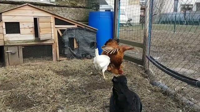 Курица топчет курицу // Hen acts as a rooster Курица топчет курицу // Hen acts as a rooster
