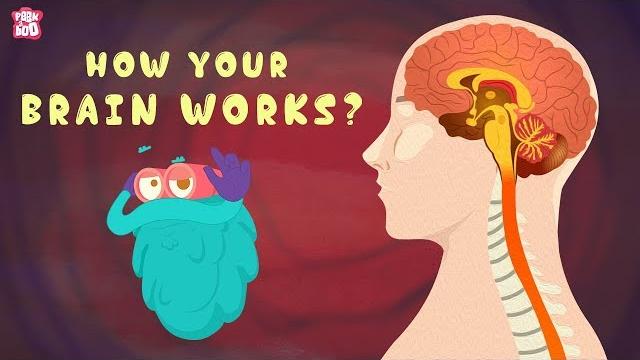 How Your Brain Works? - The Dr. Binocs Show | Best Learning Videos For Kids | Peekaboo Kidz How Your Brain Works? - The Dr. Binocs Show | Best Learning Videos For Kids | Peekaboo Kidz