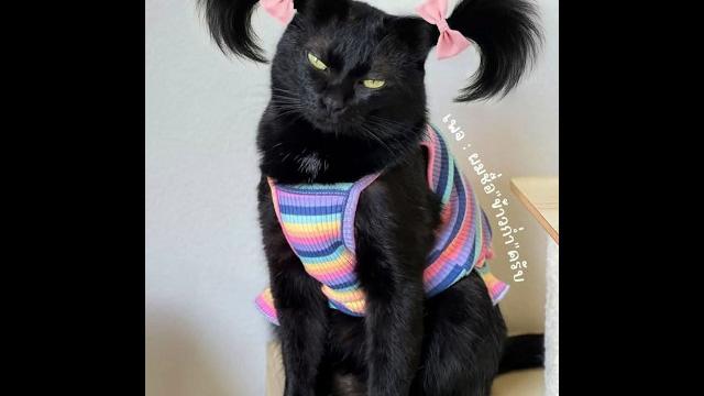 Смех, милота и беспредел! котики и собачки, которые порвут тебя на смех — лучшие приколы 2025 Смех, милота и беспредел! котики и собачки, которые порвут тебя на смех — лучшие приколы 2025