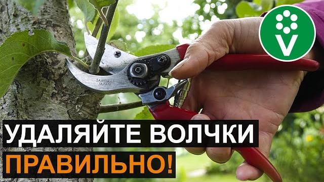 ОБРЕЗКА ВОЛЧКОВ НА ЯБЛОНЕ ОБРЕЗКА ВОЛЧКОВ НА ЯБЛОНЕ