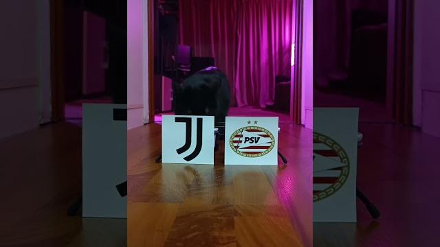 Лига чемпионов Ювентус – ПСВ #ФутбольныйПрогноз#championsleague #footballpredictions#прогнозынаспорт Лига чемпионов Ювентус – ПСВ #ФутбольныйПрогноз#championsleague #footballpredictions#прогнозынаспорт