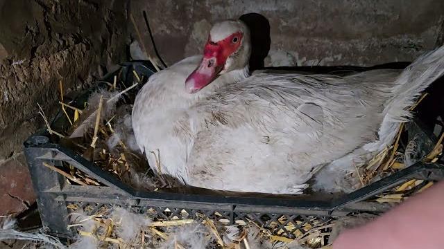 Я в шоке с того что они тут творят Я в шоке с того что они тут творят