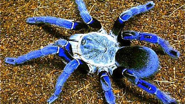10 Самых Опасных Пауков в Мире 10 Самых Опасных Пауков в Мире