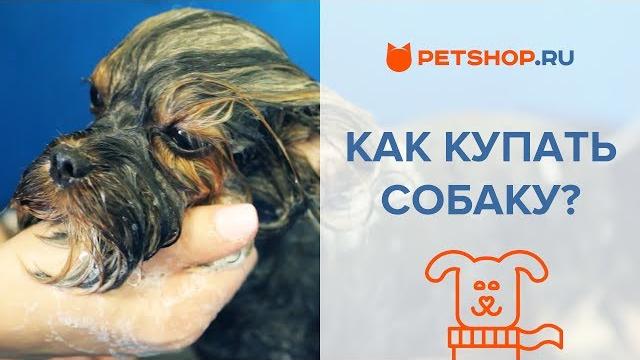 КАК ПОМЫТЬ СОБАКУ? КАК ПРАВИЛЬНО КУПАТЬ СОБАКУ? КАК ПОМЫТЬ СОБАКУ? КАК ПРАВИЛЬНО КУПАТЬ СОБАКУ?