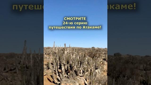 НА ПУСТЫННОМ ПЛАТО #пустыня #Атакама #Чили #кактусы #лишайники #природа #путешествие #плато #поход НА ПУСТЫННОМ ПЛАТО #пустыня #Атакама #Чили #кактусы #лишайники #природа #путешествие #плато #поход