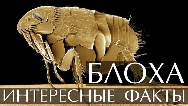 Блоха - интересные факты Блоха - интересные факты