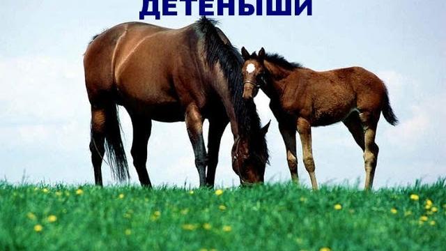 Развивающее видео для детей от года. Домашние животные и их дети. Мультик про животных Развивающее видео для детей от года. Домашние животные и их дети. Мультик про животных
