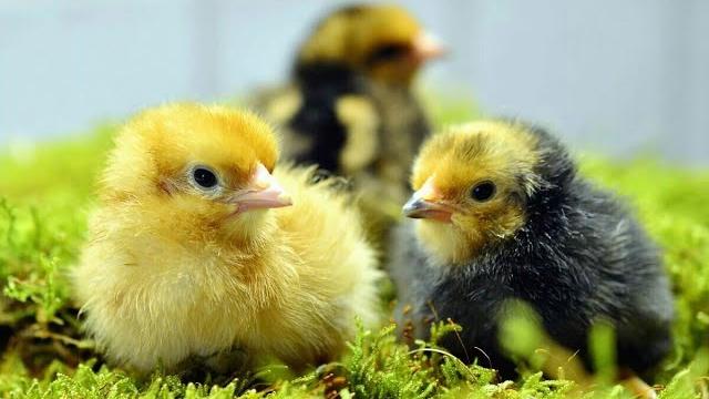 Кокцидиоз - красный помет у цыплят. Причина болезни цыплят, о которой вы могли не знать. Кокцидиоз - красный помет у цыплят. Причина болезни цыплят, о которой вы могли не знать.