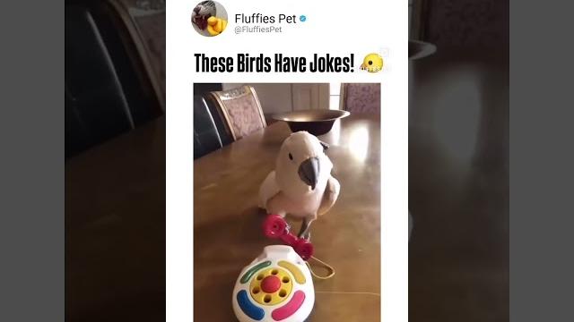 Подборка забавных видео с попугаями и их выходками . #смешно #memes #приколы #birds #попугай Подборка забавных видео с попугаями и их выходками . #смешно #memes #приколы #birds #попугай