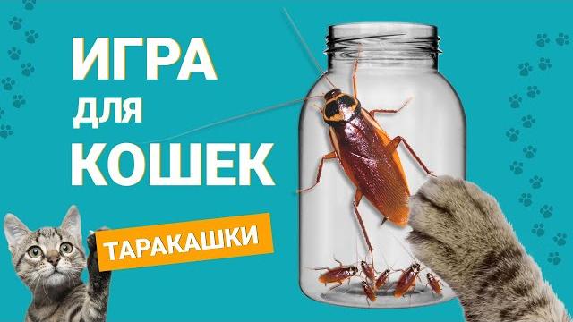 Видео для кошек, котов, котят. Игра для кошек. Видео для кошек, котов, котят. Игра для кошек.